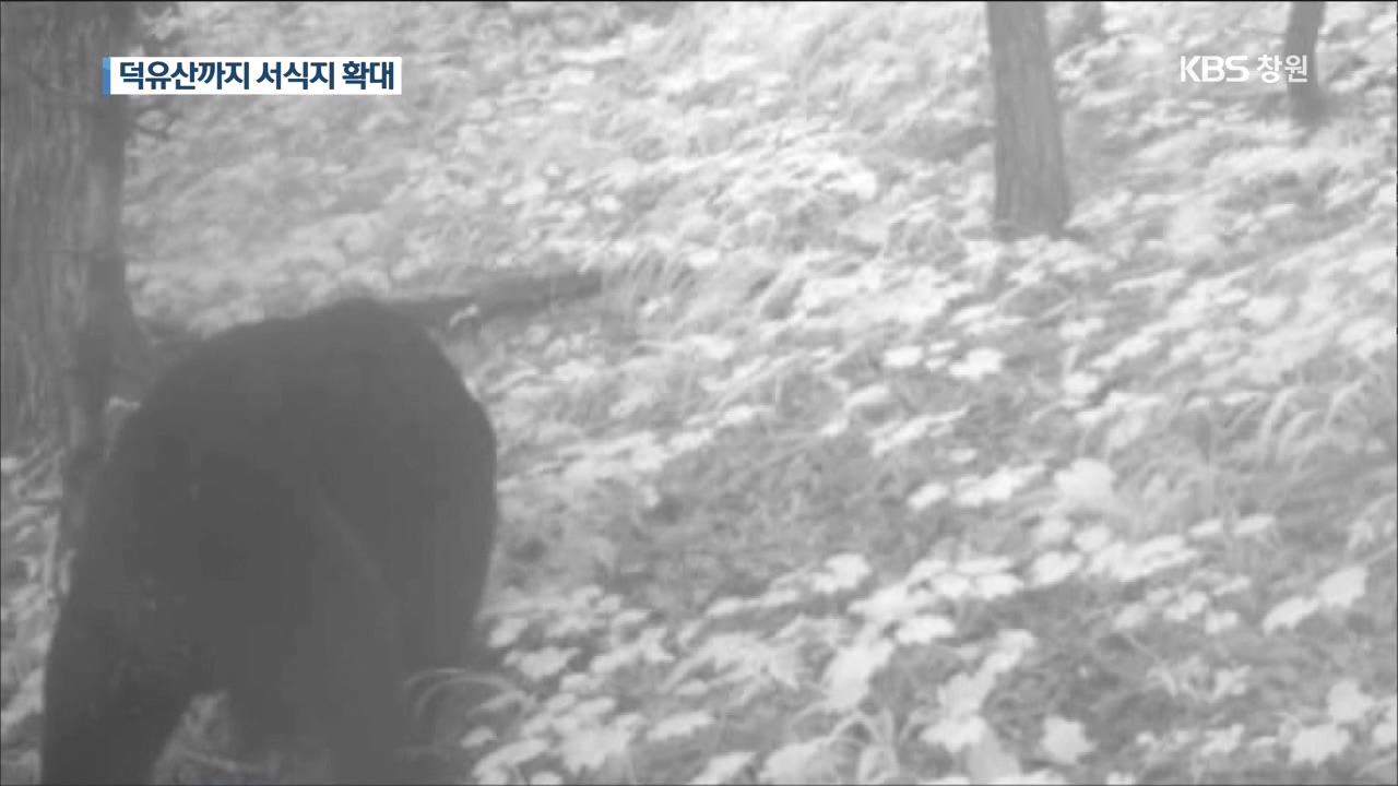 '멸종 위기' 반달곰, 덕유산 인근까지 서식지 확대