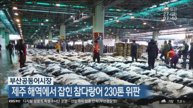 부산공동어시장, 제주 해역에서 잡힌 참다랑어 230톤 위판