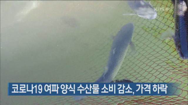 코로나19 여파 양식 수산물 소비 감소, 가격 하락