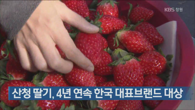 산청 딸기, 4년 연속 한국 대표브랜드 대상