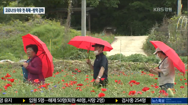 원주 꽃양귀비 축제 개막…거리두기 안간힘