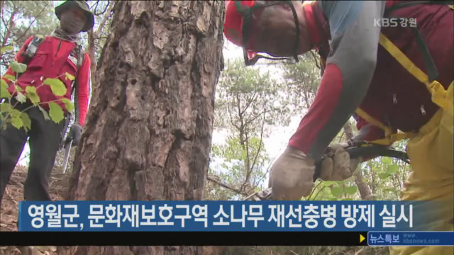 영월군, 문화재보호구역 내 소나무 재선충병 방제 실시