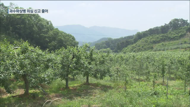 과수화상병 의심 신고 줄어…‘확산 우려’ 여전히 긴장