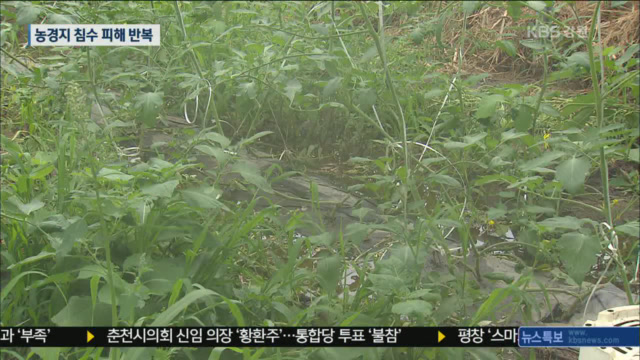 강릉 경포 농경지 3년 연속 침수 피해…대책 시급