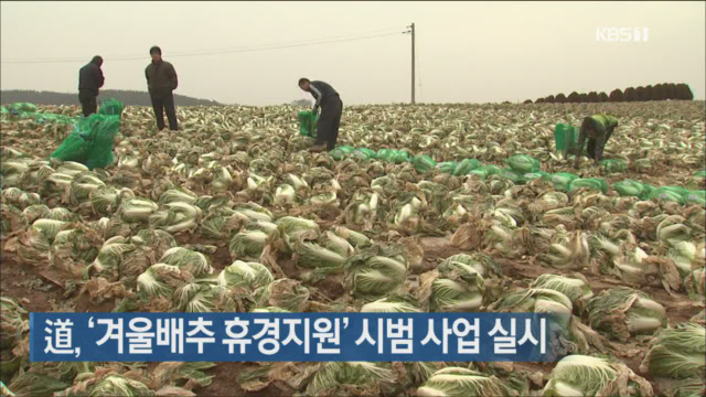 道, ‘겨울배추 휴경지원’ 시범 사업 실시